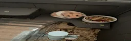Hamster rodents for sale: George the hamster  - Advert 4