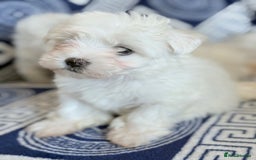 Maltese dogs for sale: Puppies Maltese  - Image 10