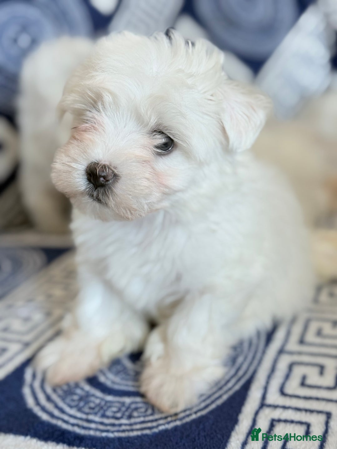 Maltese dogs for sale: Puppies Maltese  - Image 10