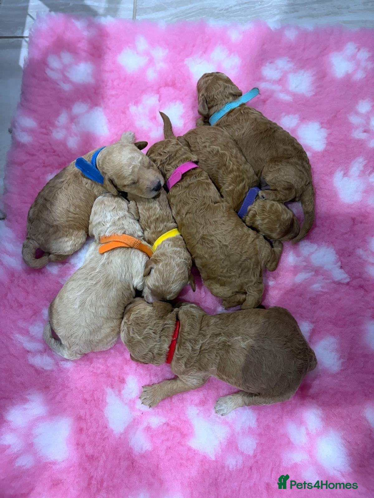 Labradoodle dogs Miniature Labradoodle Puppies for sale  - Advert 1