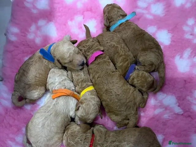 Labradoodle dogs for sale: Miniature Labradoodle Puppies for sale - Advert 1