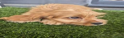 Mixed Breed dogs for sale: Cavapoo puppies in Milton Keynes - Advert 6