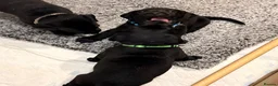 Labrador Retriever dogs for sale: KC Reg Black Labrador Puppies (£1600 Fixed Price) in Lydney - Advert 20