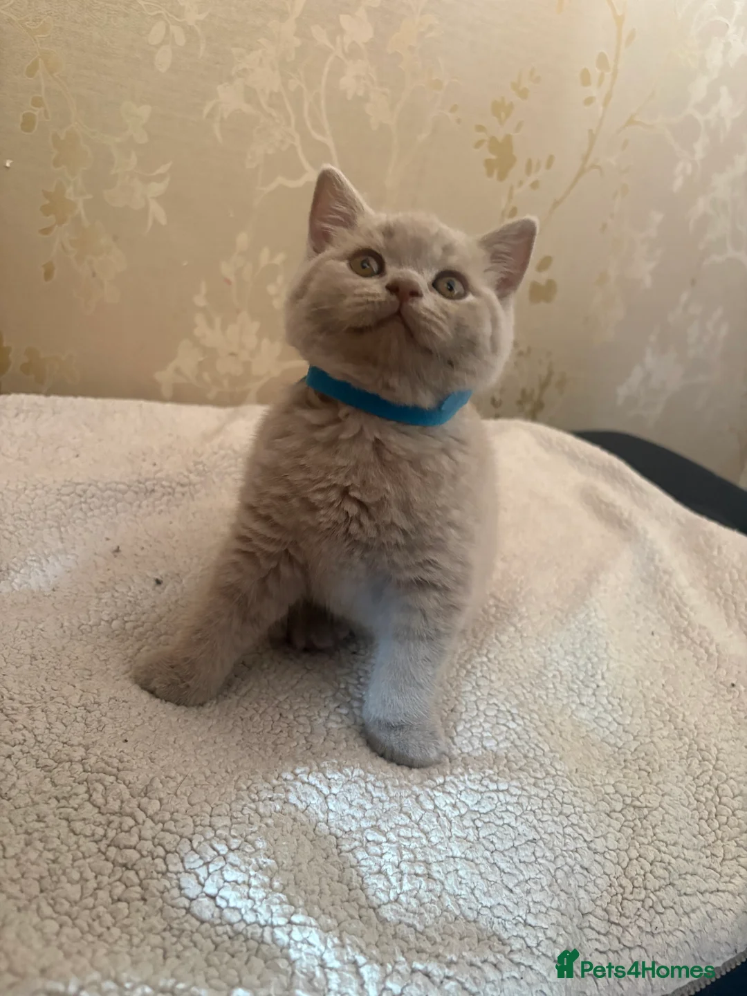 British Shorthair cats for sale: 3 beautiful BSH kittens  in Huddersfield - Advert 4