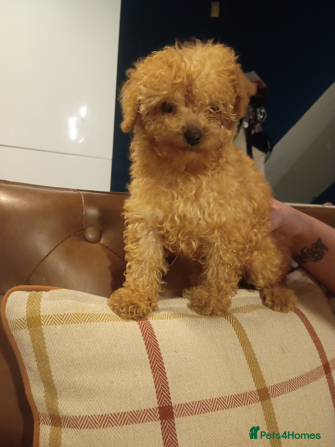 Cockapoo dogs for sale: Miniature cockapoos  - Advert 2