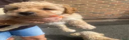 Toy Poodle dogs for sale: 🩷 Beautiful Toy Poodle Puppies 🩵 - Advert 9