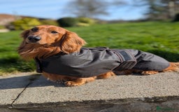 Dachshund dogs for stud: KC registered standard long haired dachshund  - Image 8
