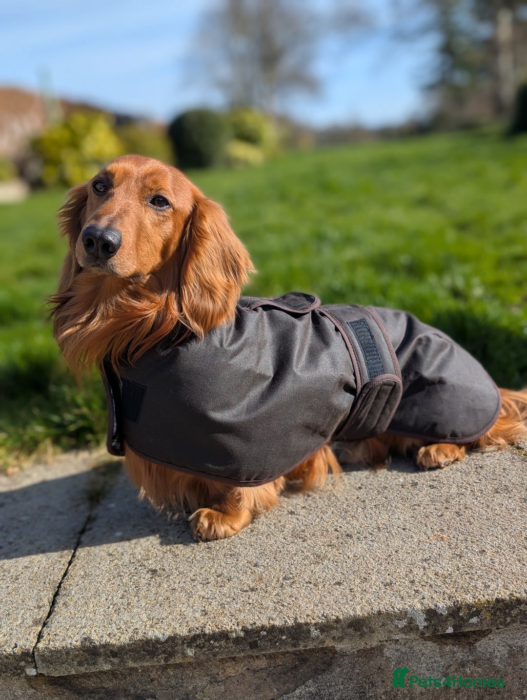 Dachshund dogs for stud: KC registered standard long haired dachshund  - Image 8