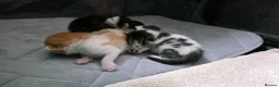 Mixed Breed cats for sale: Gorgeous kittens available  - Advert 6