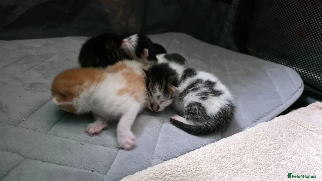 Mixed Breed cats for sale: Gorgeous kittens available  - Advert 6