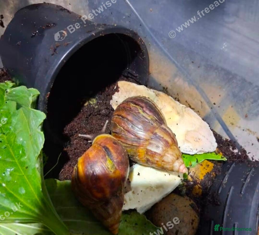 Snails invertebrates FREE rescue GALS looking for a new home - Advert 1