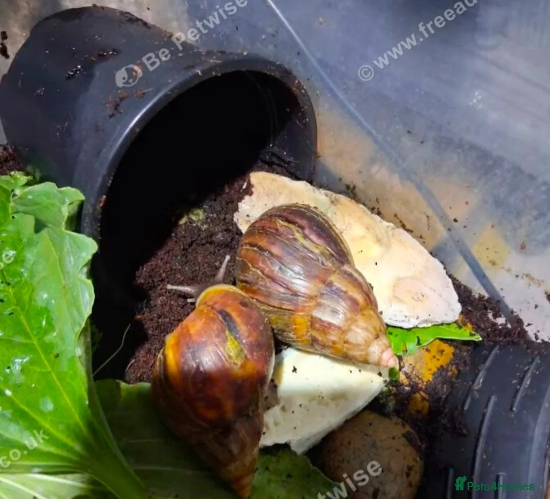 Snails invertebrates for sale: FREE rescue GALS looking for a new home in London - Advert 1