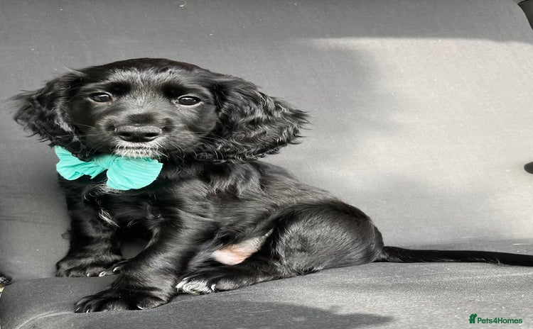 Cocker Spaniel dogs - Advert 13