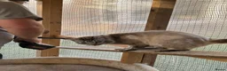 Ragdoll cats for sale: RAGDOLL FULLY HEALTH TESTED GCCF  - Advert 8