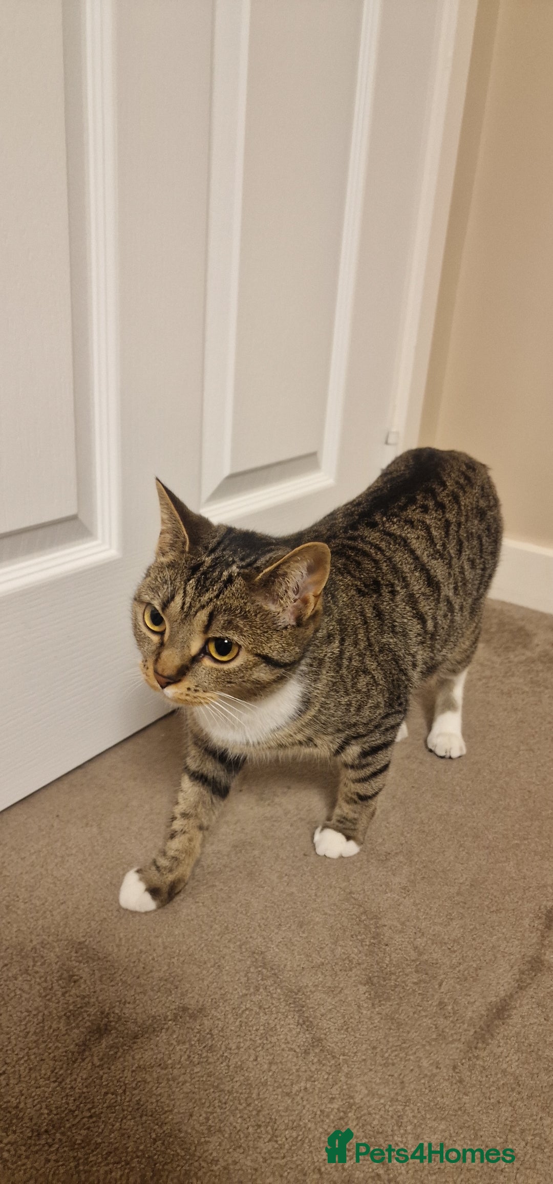 Mixed Breed cats for sale: Cat( for free) - Advert 4