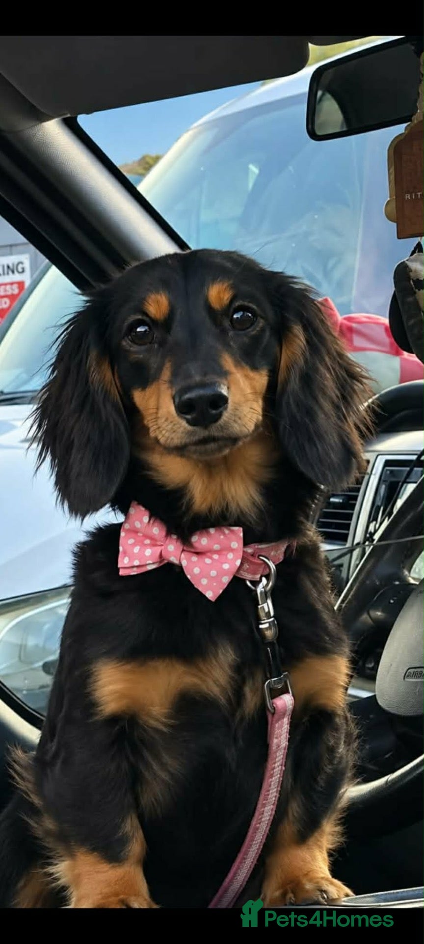 Miniature Dachshund dogs Beautiful miniature long haired dachshund female - Advert 8