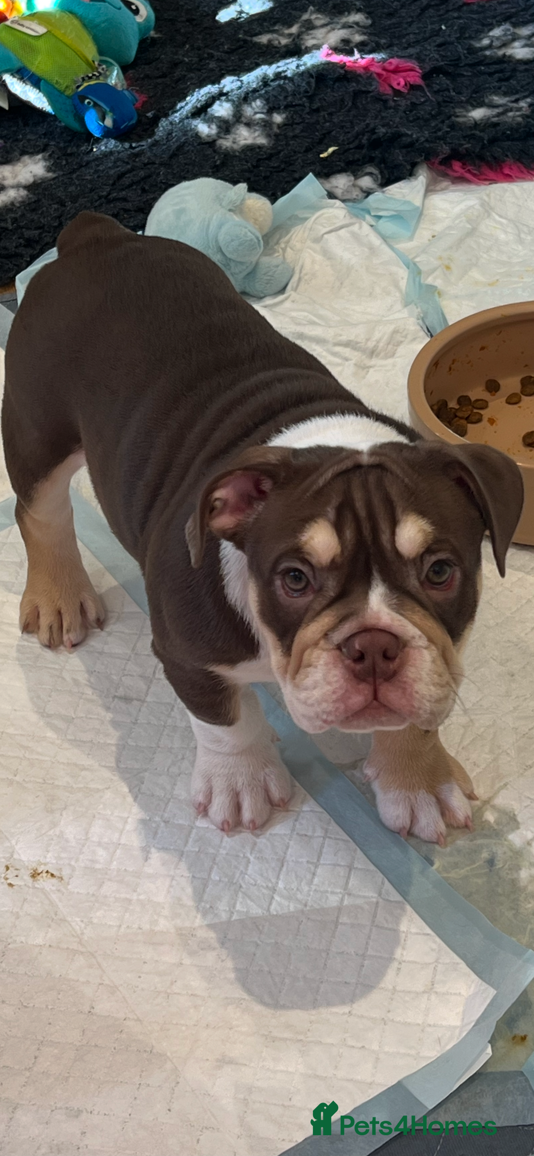 English Bulldog dogs for sale: One Beautiful Cuddly Girl Left 🏠💗 - Image 2