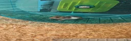 Hamster rodents for sale: Syrian Hamsters - Advert 4