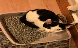 Mixed Breed cats for adoption: Pongo the rescue kitten needs new home - Image 6