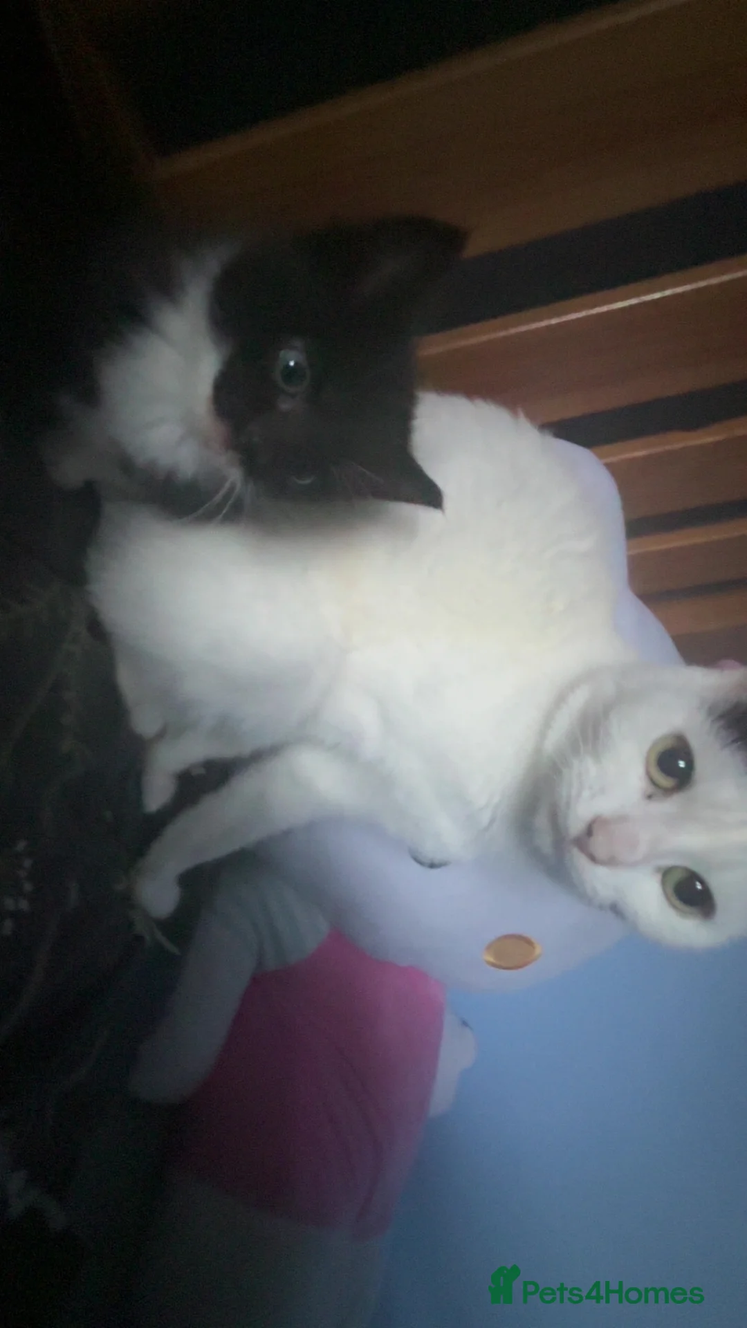Mixed Breed cats for sale: White and grey Tabby 1M/1F ready 19 Feb - Advert 3