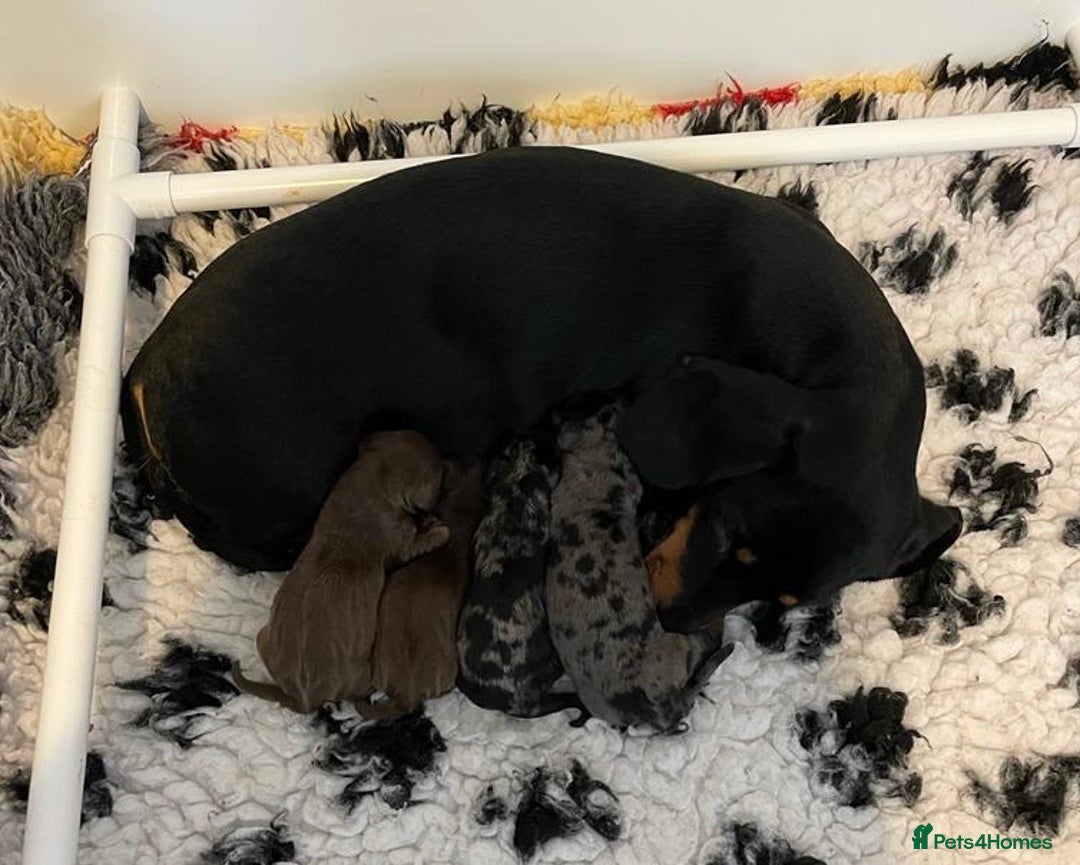 Miniature Dachshund dogs for stud: PROVEN KC Miniature Dachshund Stud in Derby - Advert 5