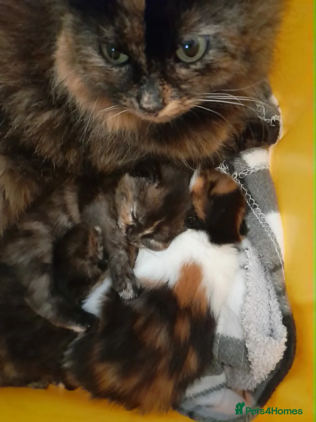 Mixed Breed cats for sale: Tortoiseshell/ calico longhair girl - Advert 8
