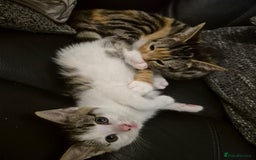 Mixed Breed cats for sale: Beautiful female kitten for sale - Advert 11