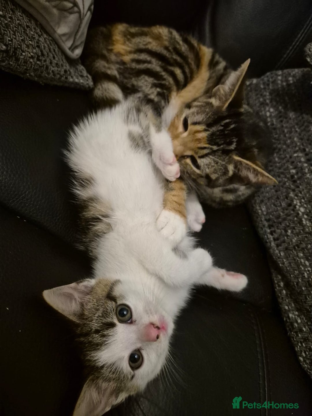 Mixed Breed cats for sale: Beautiful female kitten for sale - Advert 11