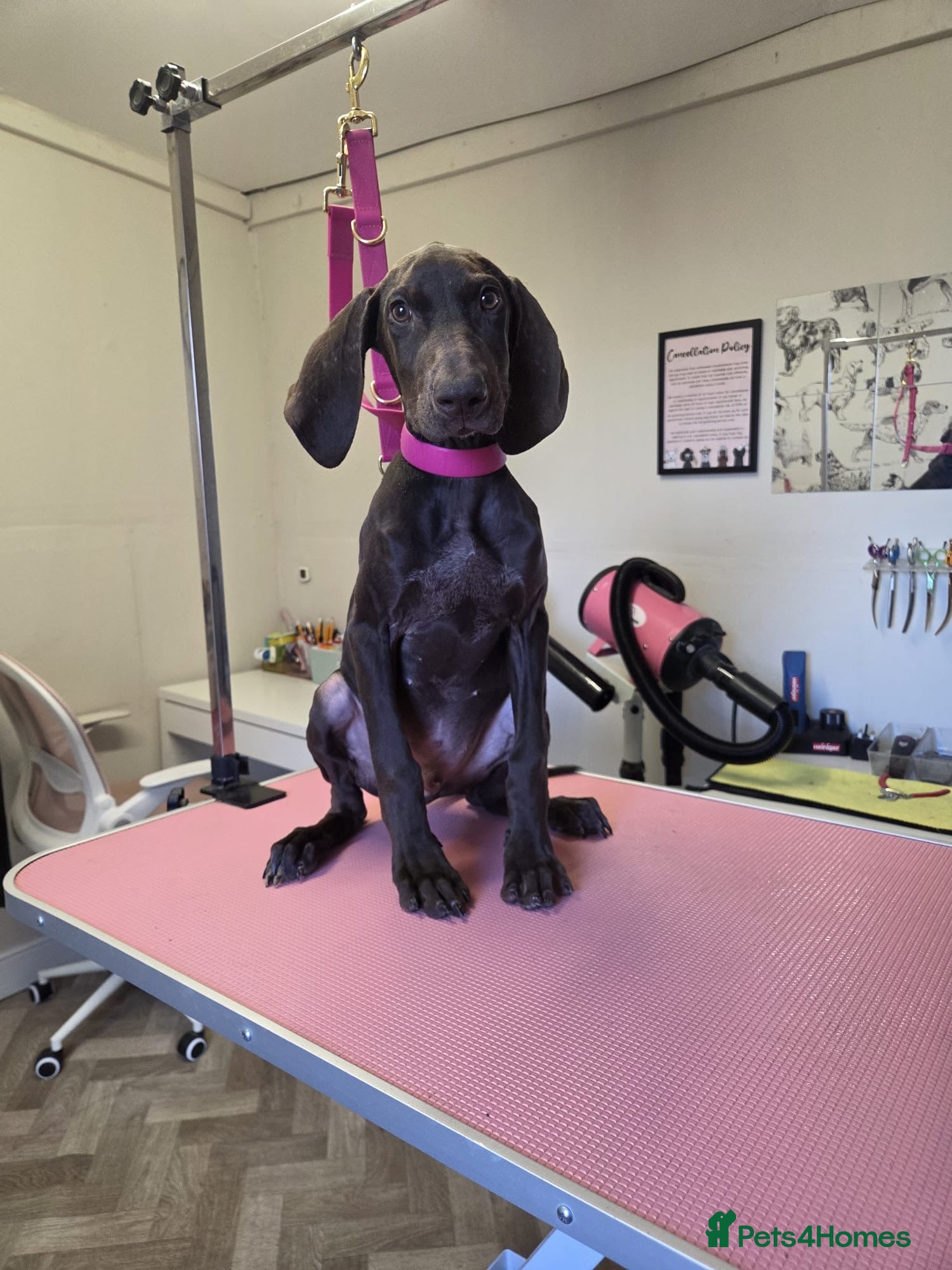 Mixed Breed dogs Hungarian vizsla x German short hair pointer pup - Advert 1