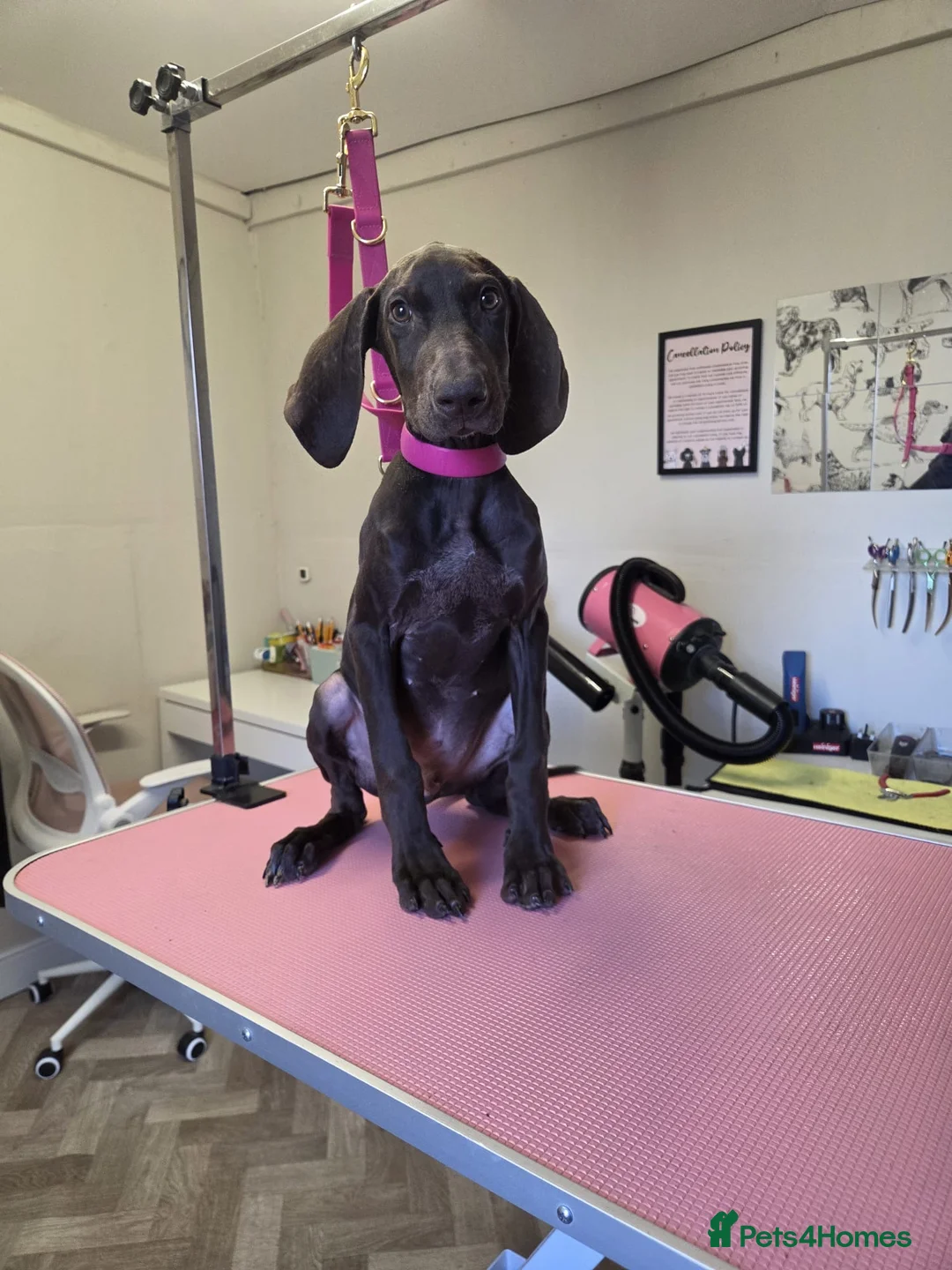 Mixed Breed dogs for sale: Hungarian vizsla x German short hair pointer pup - Advert 1