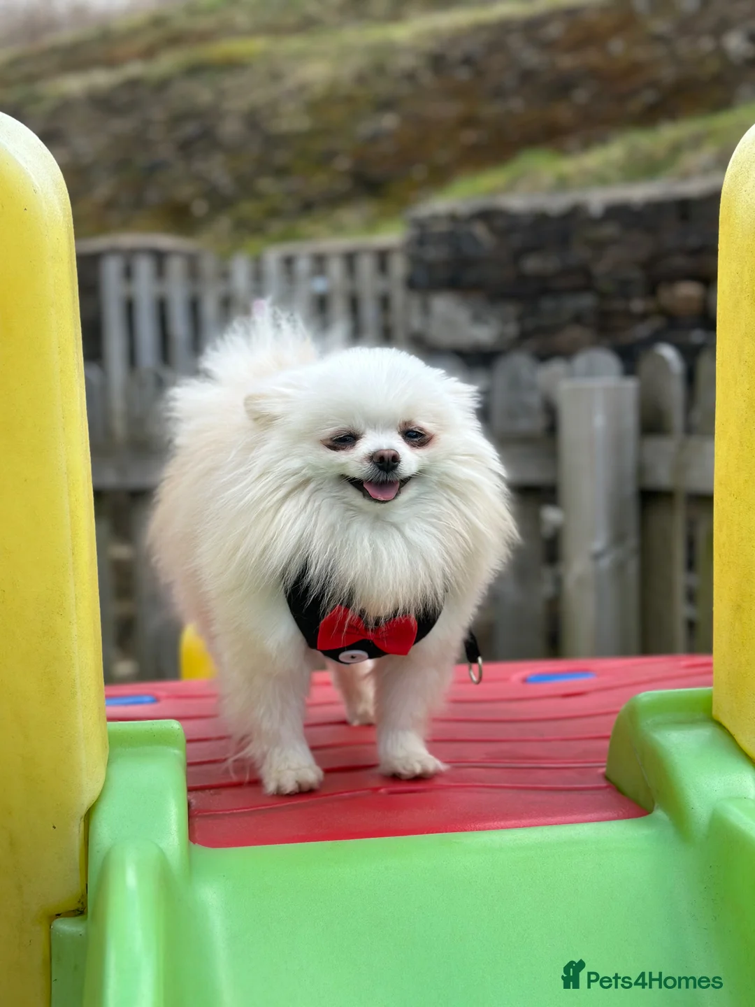 Pomeranian dogs for stud: Pure Russian  **   **  Pomeranian   in Kingswinford - Advert 1