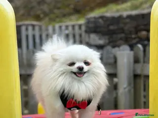 Pomeranian dogs Pure Russian XXS teacup Pomeranian - Advert 1