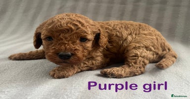 Cavapoo dogs - Advert 14