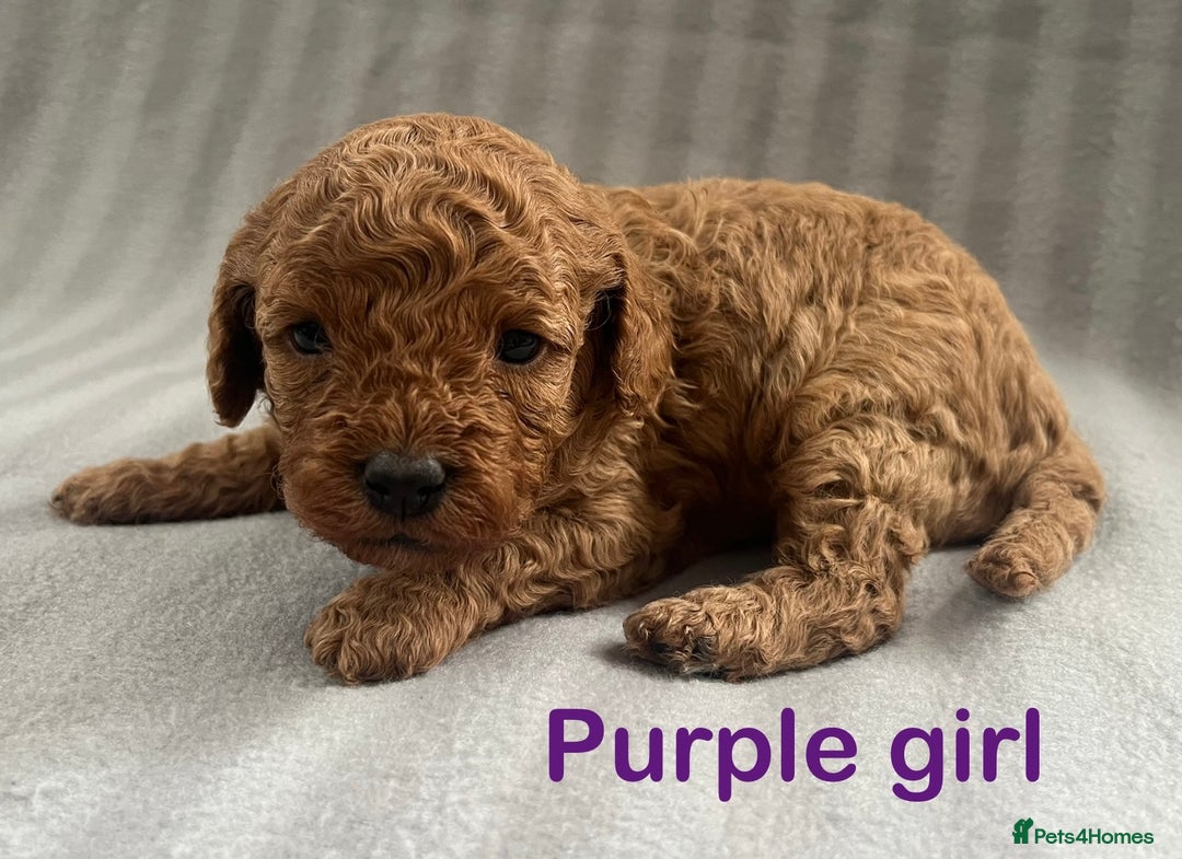 Cavapoo dogs for sale: Gorgeous F1B Cavapoo puppies  - Image 2