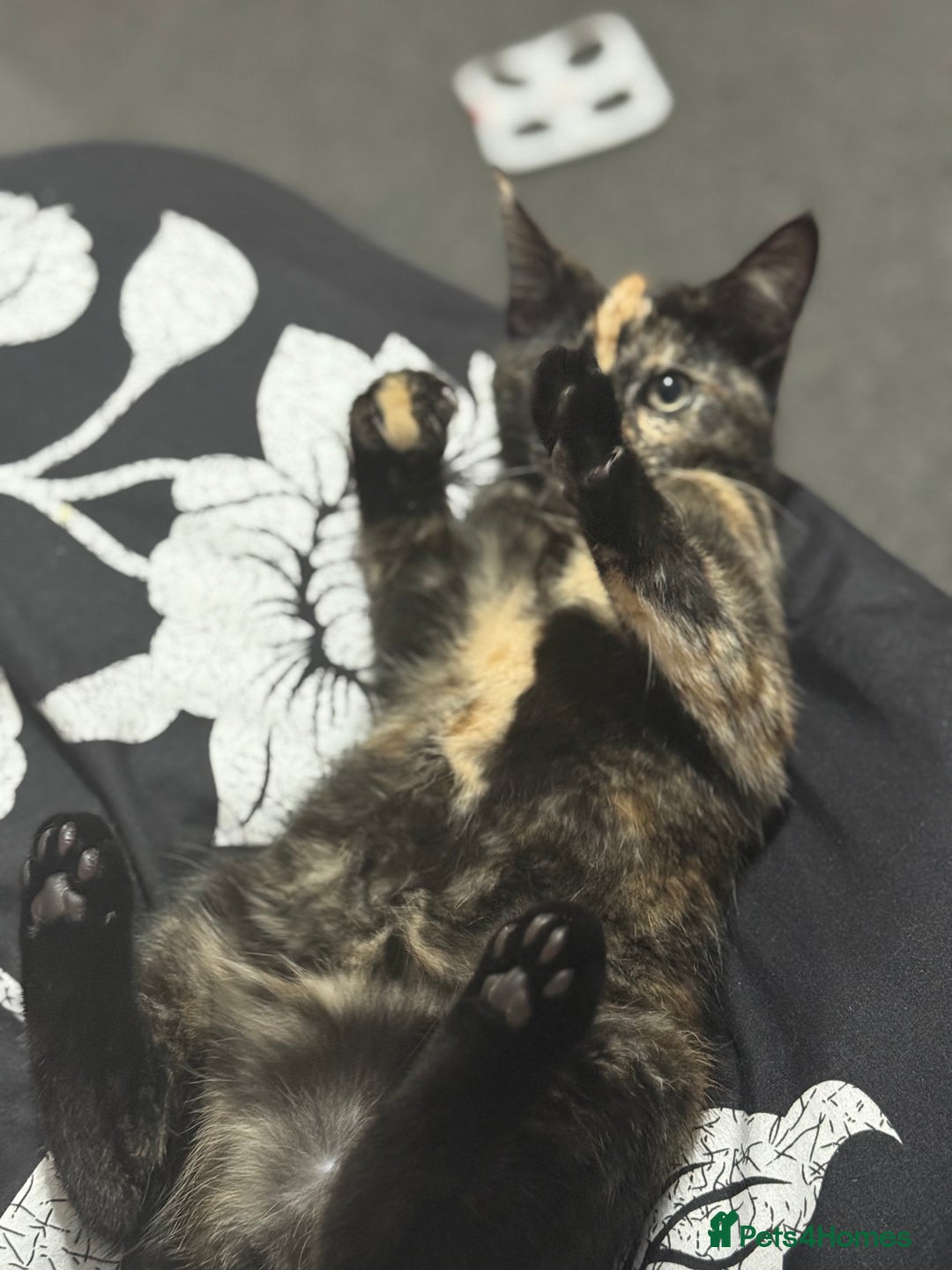 Mixed Breed cats for sale: Beautiful Persian x Russian blue kitten - Advert 4