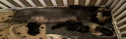 Miniature Schnauzer dogs for sale: MINIATURE SCHNAUZER PUPPIES RKC Registered in Ferryhill - Advert 8