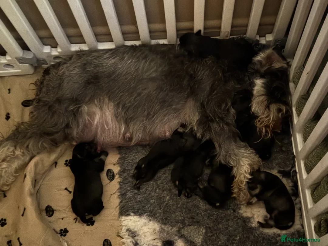Miniature Schnauzer dogs for sale: MINIATURE SCHNAUZER PUPPIES RKC Registered in Ferryhill - Advert 8