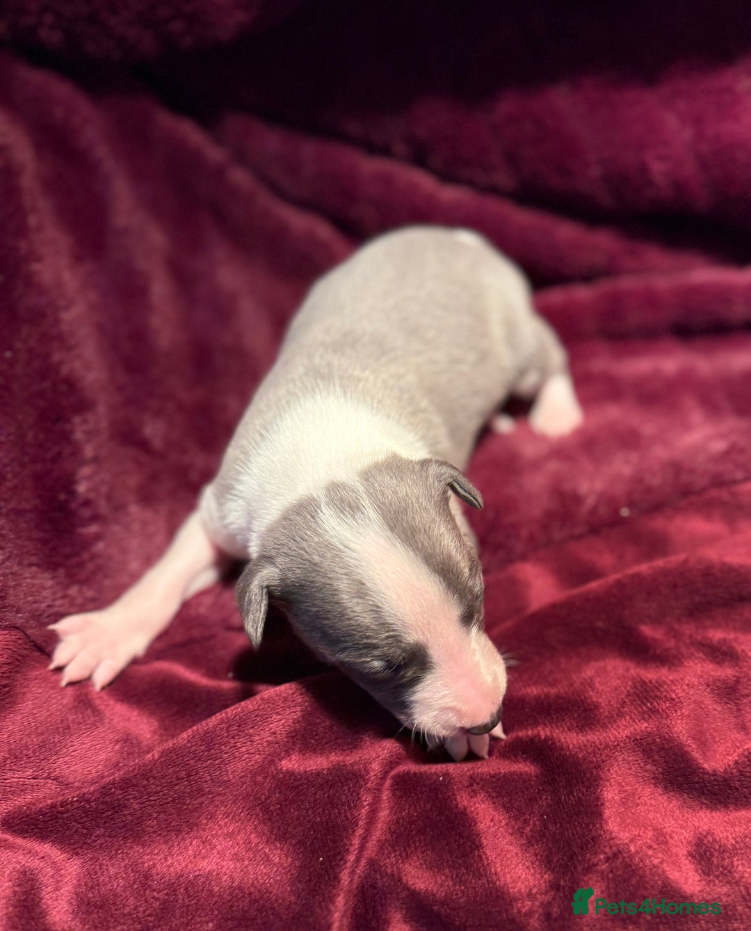 Whippet dogs for sale: 3 Stunning Whippet Boy's available  - Advert 35