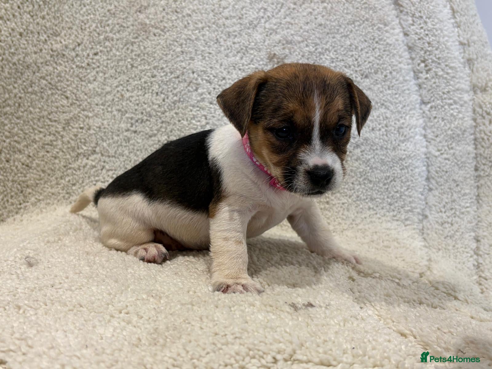 Jack Russell dogs Rainbow litter of Jack Russell’s - Advert 2