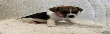 Jack Russell 3