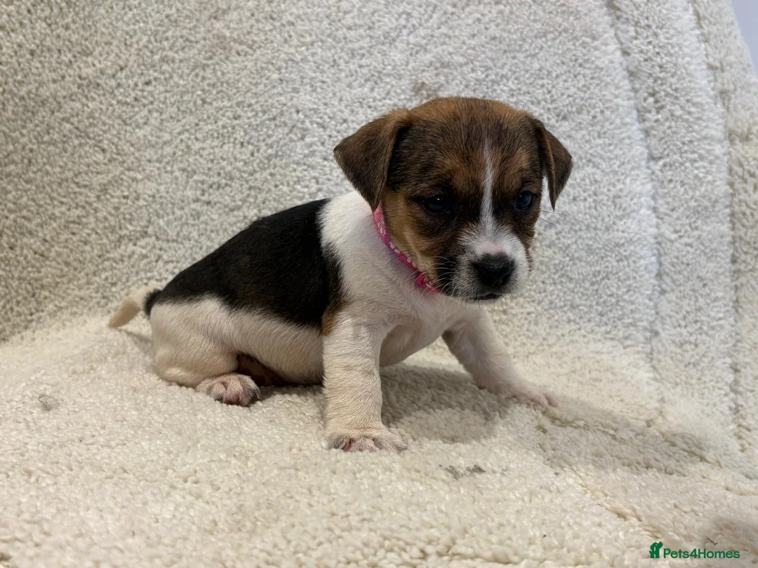 Jack Russell dogs for sale: Rainbow litter of Jack Russell’s - Advert 2