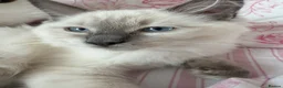 Ragdoll cats for sale: Adorable treasures  - Advert 2