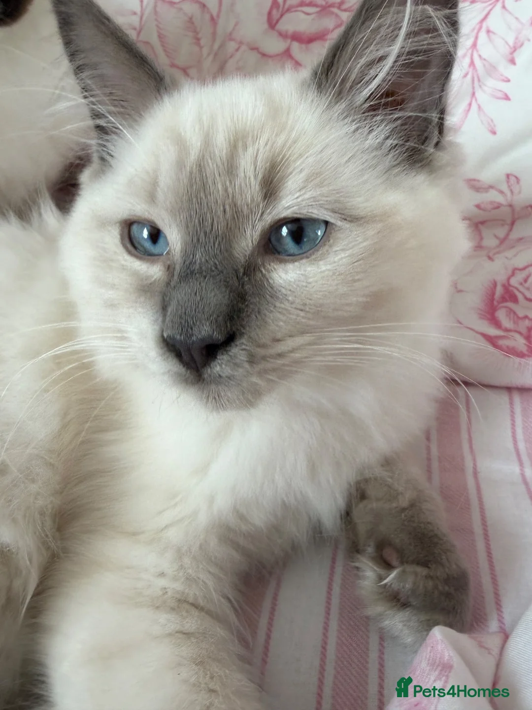 Ragdoll cats for sale: Adorable treasures  - Advert 2
