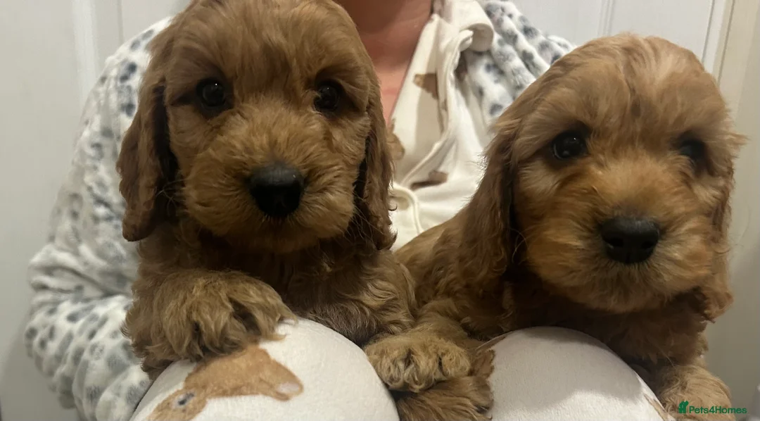Cockapoo dogs for sale: Beautiful Red Cockerpoo Puppies - Advert 6