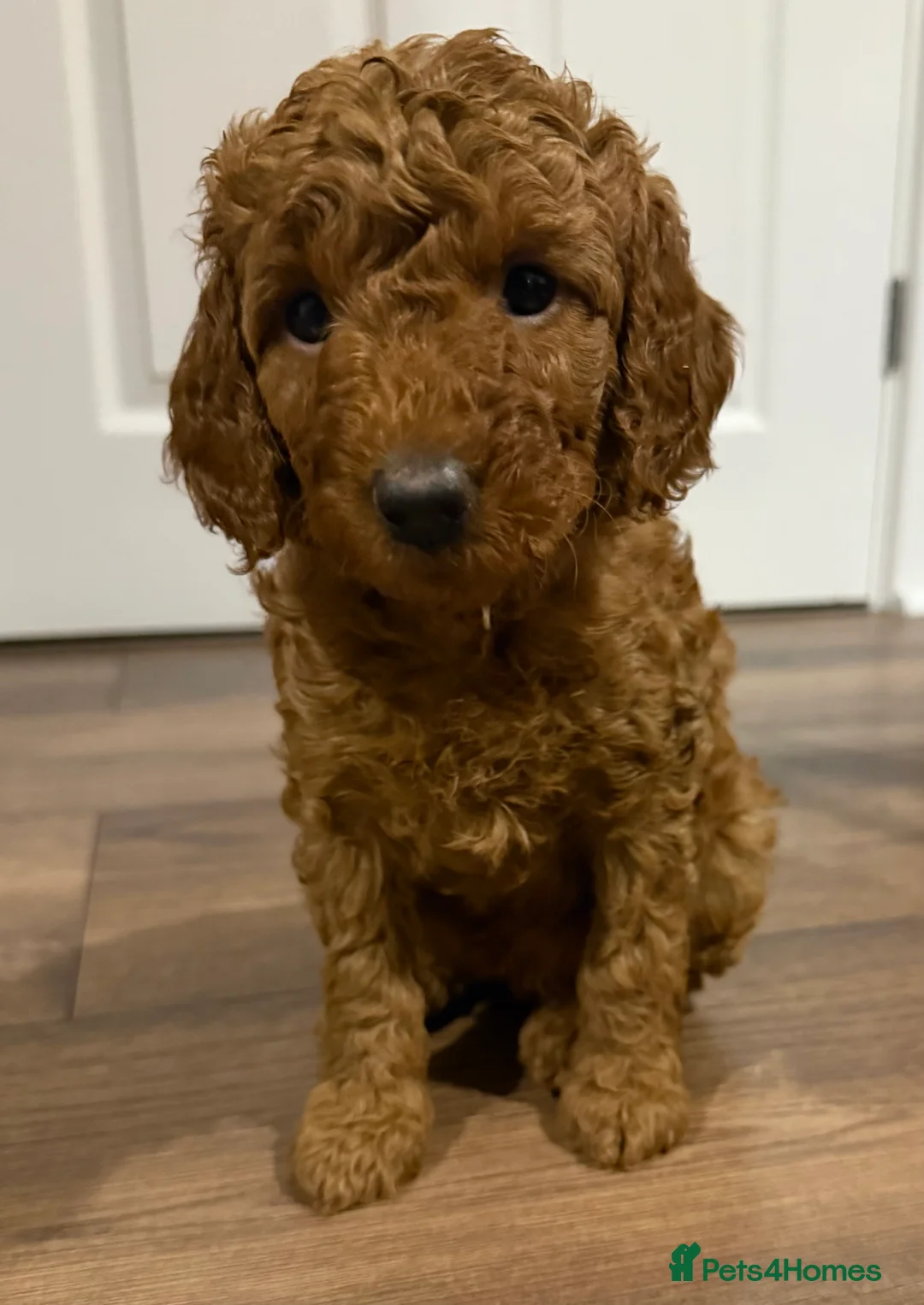 Labradoodle dogs for sale: Exceptional F1BB Labradoodle Puppies - Home Raised - Advert 22