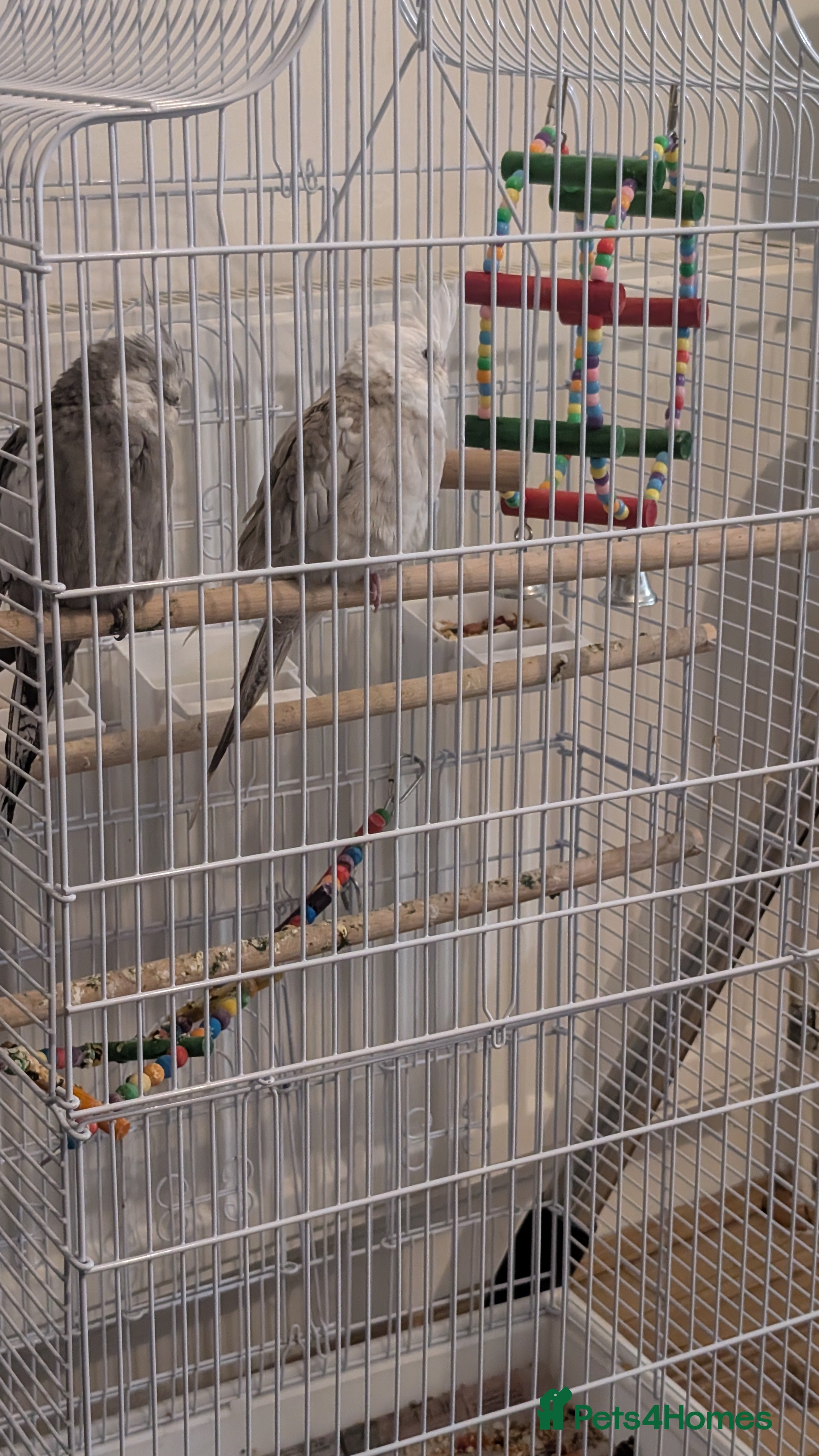 Cockatiels birds Cockatiel birds  - Advert 5