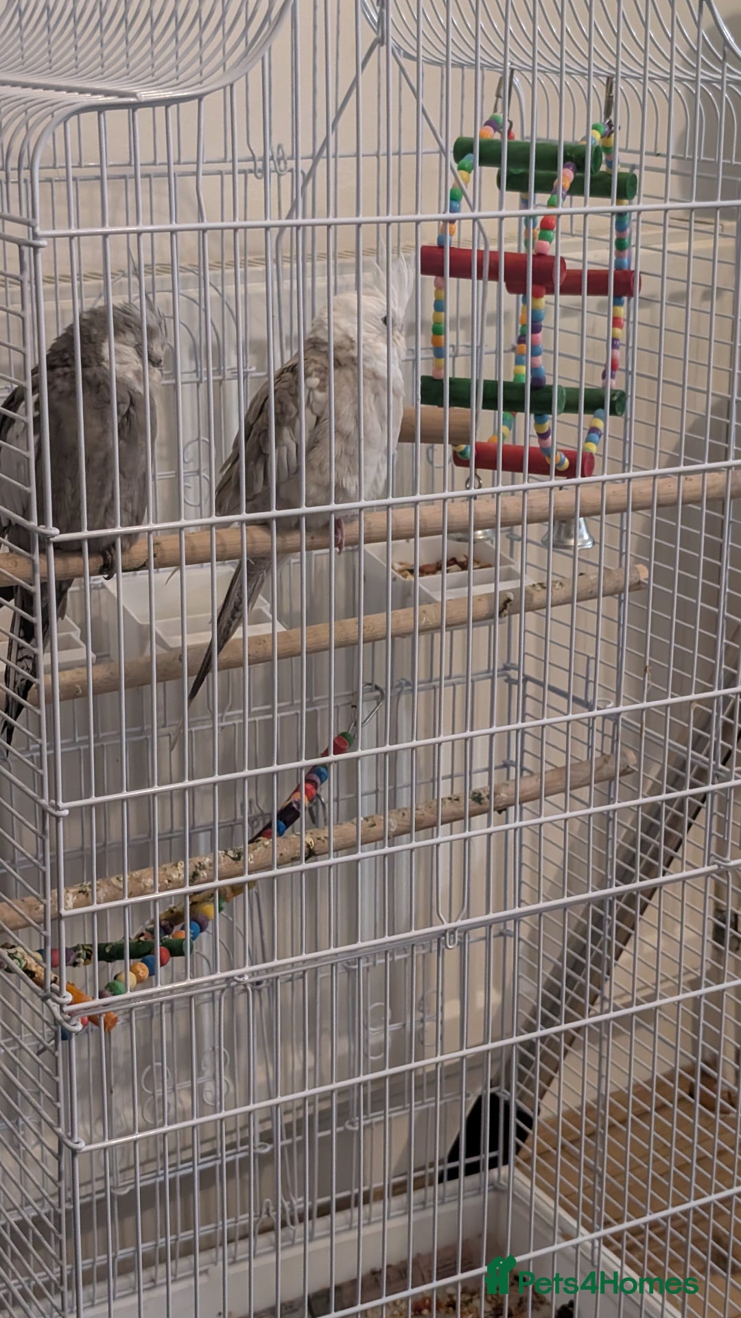 Cockatiels birds for sale: Cockatiel birds  - Advert 1