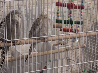 Cockatiels birds Cockatiel birds - Advert 1