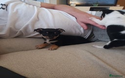 Jack Russell dogs for sale: 2 beautiful Jack Russell puppys - Image 4