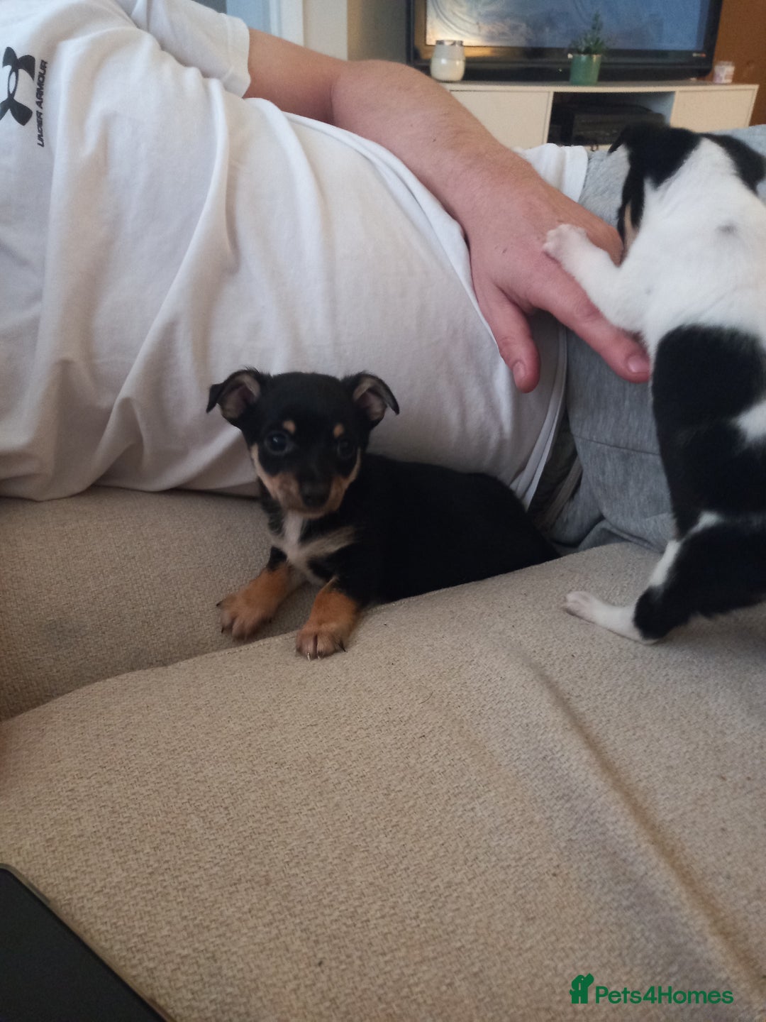 Jack Russell dogs for sale: 2 beautiful Jack Russell puppys - Image 4